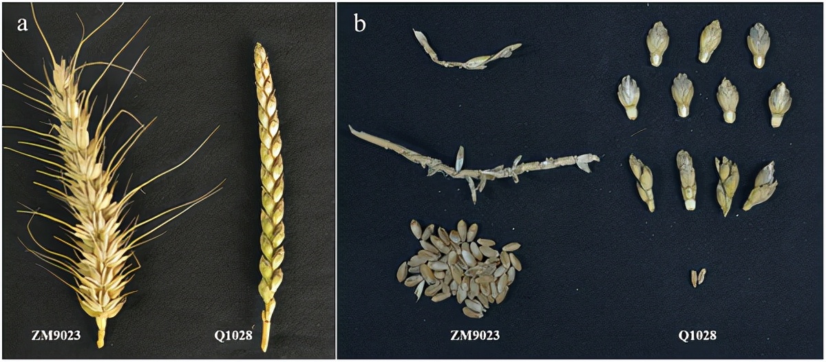 地球上最成功的植物，1萬年前操縱智人，占地面積將近10個英國
