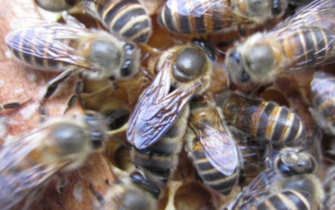 阿壩中蜂定地年產蜜多少(阿壩中蜂一年能產多少蜜) 阿壩中蜂定地年產蜜多少(阿壩中蜂一年能產多少蜜)