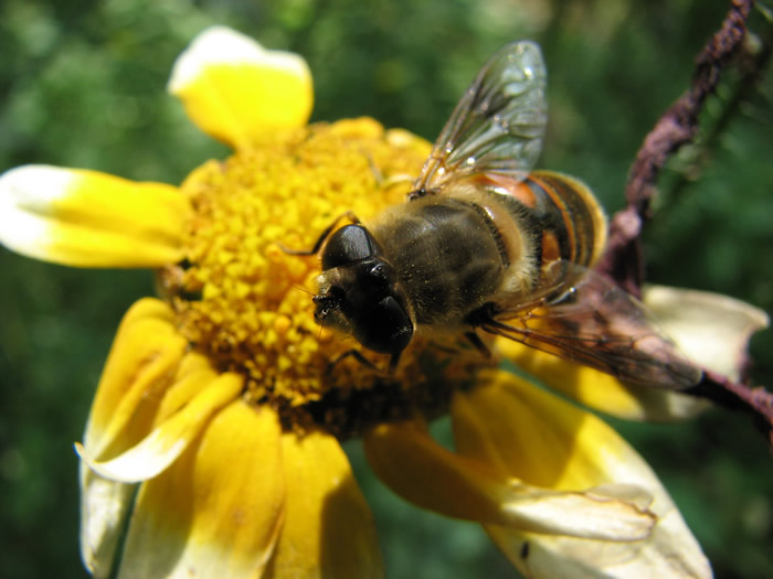 【蜜蜂知識】僵尸蜜蜂真的存在嗎? 僵尸蜜蜂真的存在嗎?