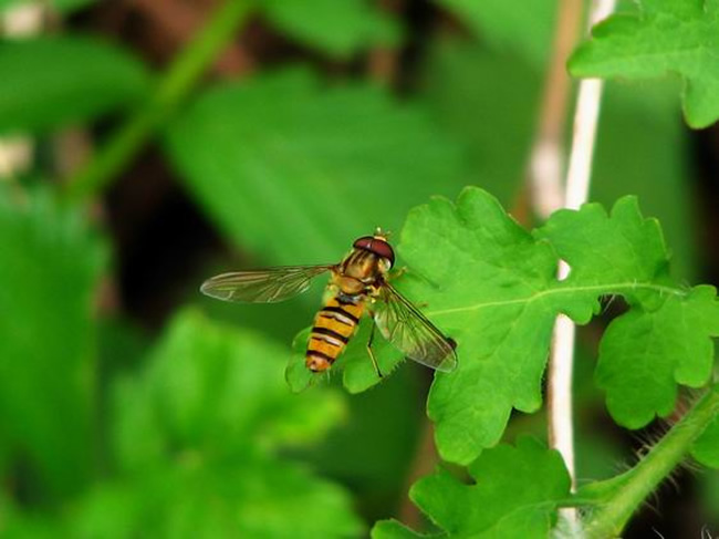 【蜜蜂知識】僵尸蜜蜂真的存在嗎? 僵尸蜜蜂真的存在嗎?