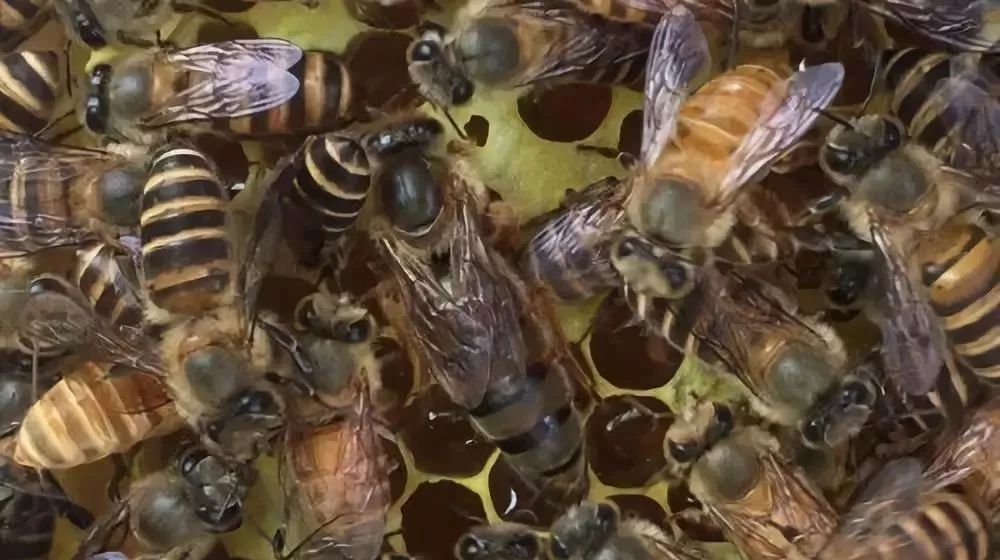 可以用一箱意蜂繁殖成一個(gè)蜂場(chǎng)嗎(意蜂一年可以繁殖幾箱) 可以用一箱意蜂繁殖成一個(gè)蜂場(chǎng)嗎(意蜂一年可以繁殖幾箱)