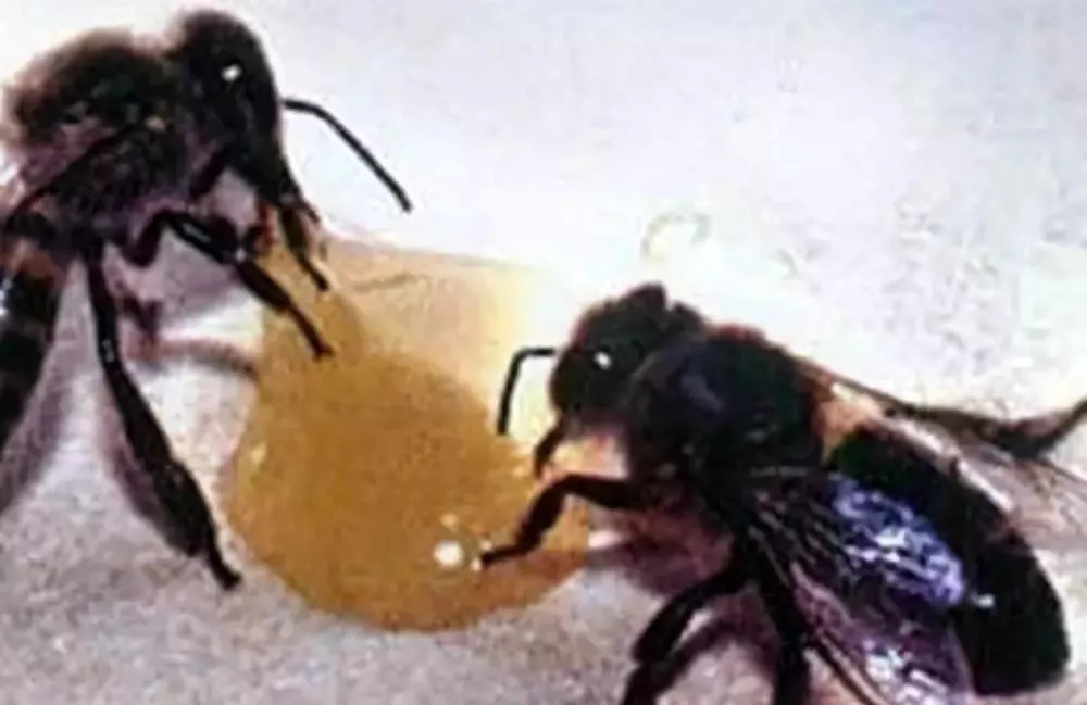 可以用一箱意蜂繁殖成一個(gè)蜂場(chǎng)嗎(意蜂一年可以繁殖幾箱) 可以用一箱意蜂繁殖成一個(gè)蜂場(chǎng)嗎(意蜂一年可以繁殖幾箱)