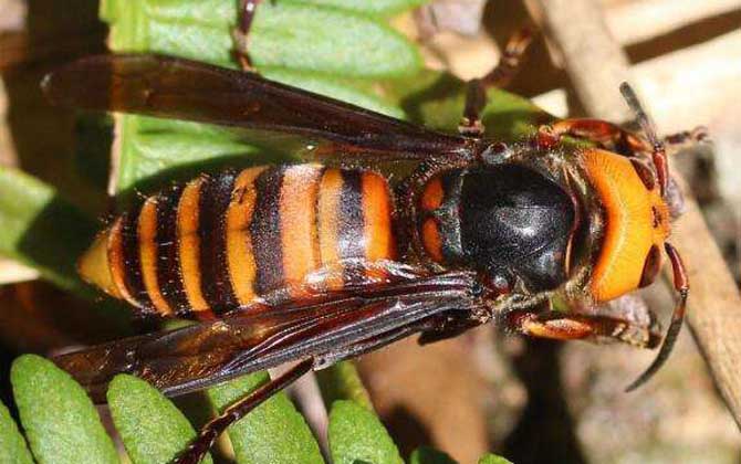 黑尾虎頭蜂多少錢(qián)一只(黑尾虎頭蜂市場(chǎng)價(jià)) 黑尾虎頭蜂多少錢(qián)一只(黑尾虎頭蜂市場(chǎng)價(jià))