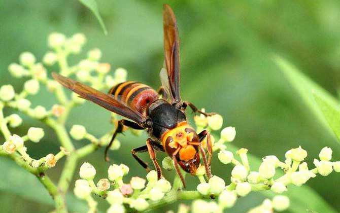 黑尾虎頭蜂多少錢(qián)一只(黑尾虎頭蜂市場(chǎng)價(jià)) 黑尾虎頭蜂多少錢(qián)一只(黑尾虎頭蜂市場(chǎng)價(jià))