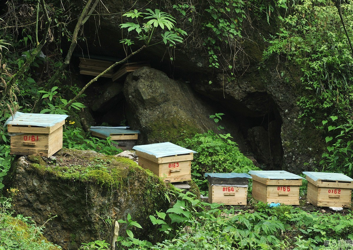 職業養蜂人一年利潤有多少(辛辛苦苦的養蜂人一年能賺多少錢) 職業養蜂人一年利潤有多少(辛辛苦苦的養蜂人一年能賺多少錢)