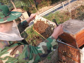職業養蜂人一年利潤有多少(辛辛苦苦的養蜂人一年能賺多少錢) 職業養蜂人一年利潤有多少(辛辛苦苦的養蜂人一年能賺多少錢)