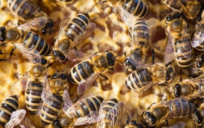自然分蜂和人工分蜂哪個好(人工分蜂方法) 自然分蜂和人工分蜂哪個好(人工分蜂方法)