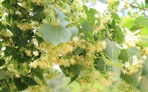 東北什么樹適合養蜂(東北養蜂最適合的蜜源樹種) 東北什么樹適合養蜂(東北養蜂最適合的蜜源樹種)