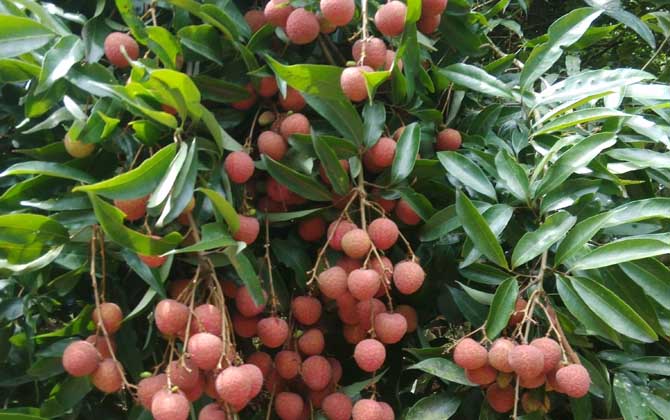 蜜源植物一覽表