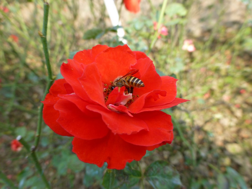 買(mǎi)蜜蜂大概多少錢(qián)一箱(2021年蜜蜂價(jià)格) 買(mǎi)蜜蜂大概多少錢(qián)一箱(2021年蜜蜂價(jià)格)