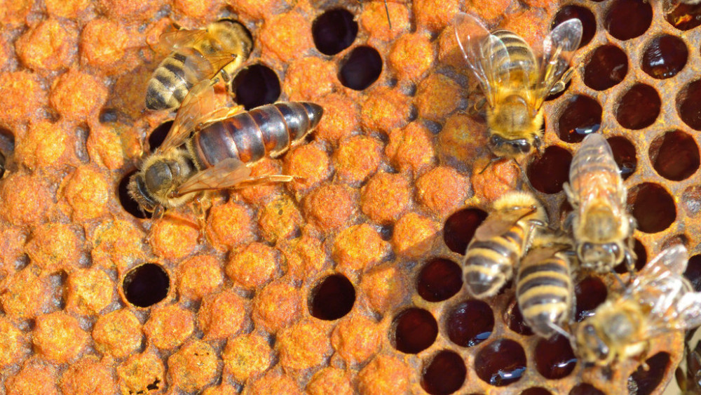 蜂王交尾不成功能產卵嗎(蜂王和工蜂同時產卵怎么辦) 蜂王交尾不成功能產卵嗎(蜂王和工蜂同時產卵怎么辦)