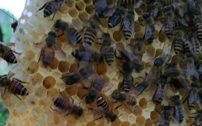 阿壩中蜂一群可分幾群(中蜂一年一群可繁幾群) 阿壩中蜂一群可分幾群(中蜂一年一群可繁幾群)