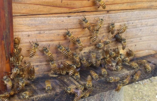 中蜂養(yǎng)殖場(chǎng)地的選擇(養(yǎng)蜂需要什么樣的場(chǎng)地) 中蜂養(yǎng)殖場(chǎng)地的選擇(養(yǎng)蜂需要什么樣的場(chǎng)地)