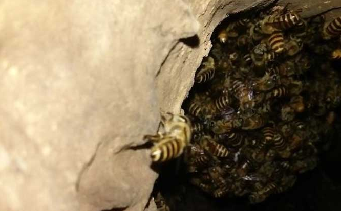 中蜂養(yǎng)殖場(chǎng)地的選擇(養(yǎng)蜂需要什么樣的場(chǎng)地) 中蜂養(yǎng)殖場(chǎng)地的選擇(養(yǎng)蜂需要什么樣的場(chǎng)地)