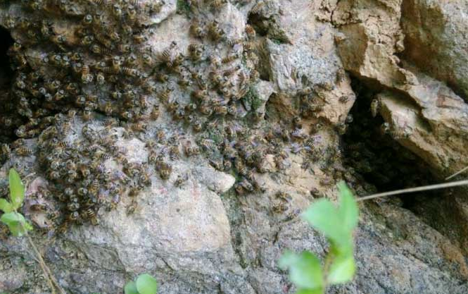 中蜂養(yǎng)殖場(chǎng)地的選擇(養(yǎng)蜂需要什么樣的場(chǎng)地) 中蜂養(yǎng)殖場(chǎng)地的選擇(養(yǎng)蜂需要什么樣的場(chǎng)地)