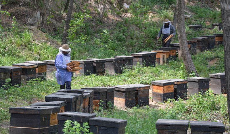 中蜂養(yǎng)殖場(chǎng)地的選擇(養(yǎng)蜂需要什么樣的場(chǎng)地) 中蜂養(yǎng)殖場(chǎng)地的選擇(養(yǎng)蜂需要什么樣的場(chǎng)地)