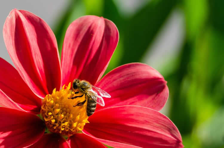 蜜蜂的資料有哪些內(nèi)容？
