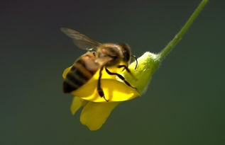 阿壩中蜂能在江蘇養嗎(阿壩蜂適合在全國養嗎) 阿壩中蜂能在江蘇養嗎(阿壩蜂適合在全國養嗎)