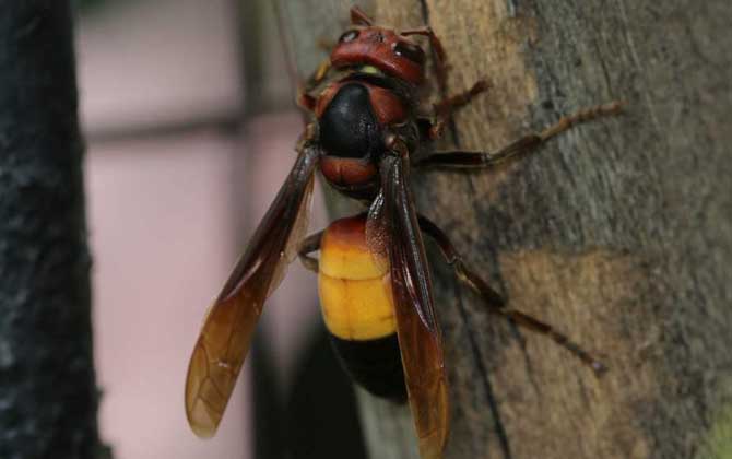 黃腰虎頭蜂是不是虎頭蜂(黃腰胡蜂是不是虎頭蜂) 黃腰虎頭蜂是不是虎頭蜂(黃腰胡蜂是不是虎頭蜂)