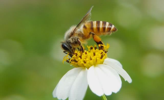 阿壩中蜂適合海南養(yǎng)嗎(阿壩中蜂的特性) 阿壩中蜂適合海南養(yǎng)嗎(阿壩中蜂的特性)