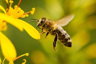 新手養(yǎng)蜂怎么樣投食(養(yǎng)蜂人飼喂蜂群的小技巧) 新手養(yǎng)蜂怎么樣投食(養(yǎng)蜂人飼喂蜂群的小技巧)