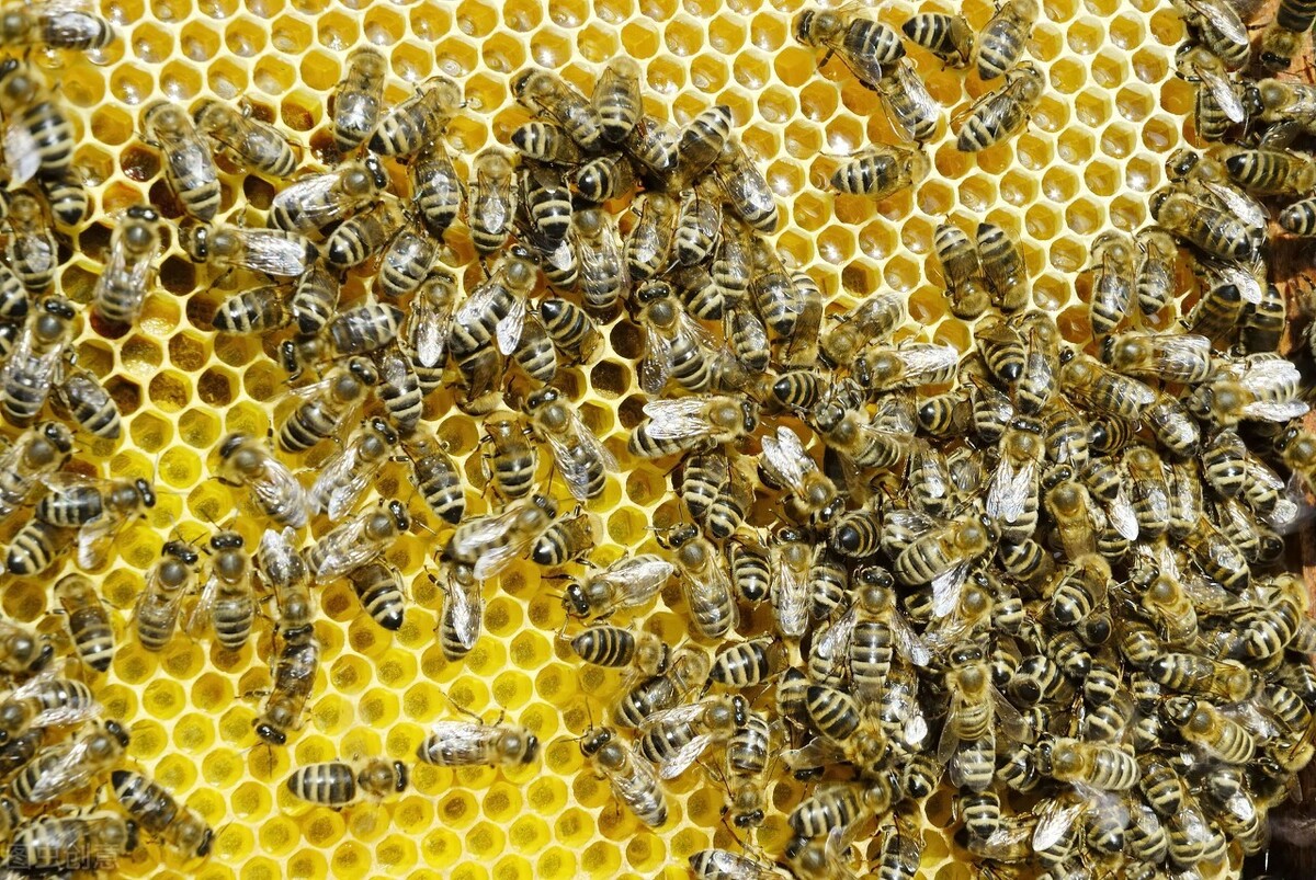 蜜蜂卵怎么分辨公母(蜜蜂的卵是什么樣子的 蜜蜂卵怎么分辨公母(蜜蜂的卵是什么樣子的