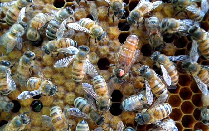 蜜蜂王剪掉翅膀有影響嗎 蜜蜂王剪掉翅膀有影響嗎