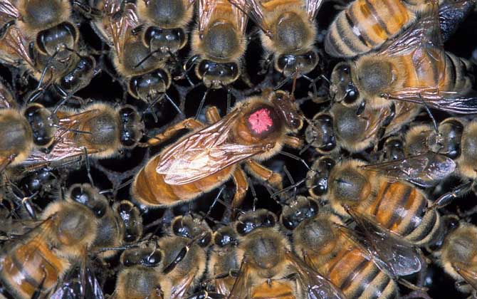 蜜蜂王剪掉翅膀有影響嗎 蜜蜂王剪掉翅膀有影響嗎