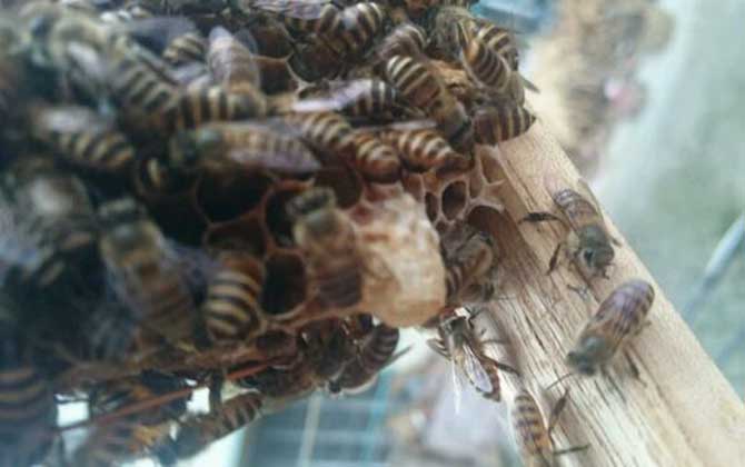 <p> 工蜂產(chǎn)卵是養(yǎng)蜂生產(chǎn)中經(jīng)常遇到的事情,尤以蜂群失王且不能急造王臺(tái)時(shí)最為普遍,事實(shí)上工蜂也是具備一定生殖能力的雌蜂,有時(shí)工蜂產(chǎn)的卵甚至還能被急造成王臺(tái),下面一起來看一看工蜂產(chǎn)的王臺(tái)是不是蜂王吧! </p> <p style="TEXT-ALIGN: center"> <img alt="王臺(tái)" data-cke-saved-src="http://www.kumifeng.com/uploadfile/2019/0716/20190716071017323.jpg"/> src="http://www.kumifeng.com/uploadfile/2019/0716/20190716071017323.jpg"/> </p> <p> <strong>一、性別</strong> </p> <p> 工蜂和蜂王一樣是受精卵發(fā)育成的雌性蜜蜂,但工蜂的生殖器官發(fā)育并不完善,事實(shí)上導(dǎo)致這種差異的根本原因是工蜂和蜂王在幼蟲期的食物不同,其中蜂王始終以蜂王漿為食并能完成生殖器官的發(fā)育,而工蜂在吃三天蜂王漿之后就只能以花粉和花蜜為食。 </p> <p style="TEXT-ALIGN: center"> <img alt="王臺(tái)" data-cke-saved-src="http://www.kumifeng.com/uploadfile/2019/0716/20190716071026507.jpg"/> src="http://www.kumifeng.com/uploadfile/2019/0716/20190716071026507.jpg"/> </p> <p> <strong>二、產(chǎn)卵</strong> </p> <p> 工蜂實(shí)際上是具備一定生殖能力的雌性蜜蜂,當(dāng)蜂群中有蜂王時(shí)工蜂卵巢發(fā)育會(huì)受到蜂王分泌的蜂王信息素所抑制,而且即便是有少數(shù)工蜂在產(chǎn)卵這些工蜂的卵也會(huì)被蜂王清理掉,一旦蜂群失王且無法急造王臺(tái)來培育新王時(shí)大量工蜂便會(huì)因卵巢發(fā)育而產(chǎn)卵。 </p> <p style="TEXT-ALIGN: center"> <img alt="王臺(tái)" data-cke-saved-src="http://www.kumifeng.com/uploadfile/2019/0716/20190716071035956.jpg"/> src="http://www.kumifeng.com/uploadfile/2019/0716/20190716071035956.jpg"/> </p> <p> <strong>三、造臺(tái)</strong> </p> <p> 蜂群失王后工蜂能用工蜂小幼蟲來急造王臺(tái),但前提是群勢(shì)要足夠強(qiáng)且蜂群中有適齡工蜂小幼蟲,一旦蜂群不能急造王臺(tái)則大量工蜂開始產(chǎn)卵且少數(shù)工蜂卵也能完成孵化,若此時(shí)蜂群仍有強(qiáng)烈的育王意念時(shí)甚至還能看到工蜂用工蜂卵孵化成的幼蟲急造王臺(tái)。 </p> <p style="TEXT-ALIGN: center"> <img alt="王臺(tái)" data-cke-saved-src="http://www.kumifeng.com/uploadfile/2019/0716/20190716071045833.jpg"/> src="http://www.kumifeng.com/uploadfile/2019/0716/20190716071045833.jpg"/> </p> <p> <strong>四、論述</strong> </p> <p> 工蜂產(chǎn)卵急造成的王臺(tái)絕對(duì)不能培育出蜂王,原因是工蜂的生殖器官發(fā)育不完善且只能產(chǎn)未受精卵,這些未受精卵就算能順利孵化也只能發(fā)育成雄蜂,而蜂王則必須是由受精卵發(fā)育成且終身以蜂王漿為食的雌蜂,另外工蜂卵急造的王臺(tái)很快會(huì)被蜂群破壞掉。 </p> <p> 綜上所述,蜂群失王后工蜂雖然能因卵巢發(fā)育而產(chǎn)卵,但只能產(chǎn)未受精卵(卵細(xì)胞)且只能發(fā)育成雄蜂,因此工蜂產(chǎn)卵急造的王臺(tái)絕對(duì)不能培育出蜂王,而且在這些王臺(tái)羽化之前往往會(huì)被蜂群破壞掉。 </p> <p> 工蜂產(chǎn)卵是養(yǎng)蜂生產(chǎn)中經(jīng)常遇到的事情,尤以蜂群失王且不能急造王臺(tái)時(shí)最為普遍,事實(shí)上工蜂也是具備一定生殖能力的雌蜂,有時(shí)工蜂產(chǎn)的卵甚至還能被急造成王臺(tái),下面一起來看一看工蜂產(chǎn)的王臺(tái)是不是蜂王吧! </p> <p style="TEXT-ALIGN: center"> <img alt="王臺(tái)" data-cke-saved-src="http://www.kumifeng.com/uploadfile/2019/0716/20190716071017323.jpg"/> src="http://www.kumifeng.com/uploadfile/2019/0716/20190716071017323.jpg"/> </p> <p> <strong>一、性別</strong> </p> <p> 工蜂和蜂王一樣是受精卵發(fā)育成的雌性蜜蜂,但工蜂的生殖器官發(fā)育并不完善,事實(shí)上導(dǎo)致這種差異的根本原因是工蜂和蜂王在幼蟲期的食物不同,其中蜂王始終以蜂王漿為食并能完成生殖器官的發(fā)育,而工蜂在吃三天蜂王漿之后就只能以花粉和花蜜為食。 </p> <p style="TEXT-ALIGN: center"> <img alt="王臺(tái)" data-cke-saved-src="http://www.kumifeng.com/uploadfile/2019/0716/20190716071026507.jpg"/> src="http://www.kumifeng.com/uploadfile/2019/0716/20190716071026507.jpg"/> </p> <p> <strong>二、產(chǎn)卵</strong> </p> <p> 工蜂實(shí)際上是具備一定生殖能力的雌性蜜蜂,當(dāng)蜂群中有蜂王時(shí)工蜂卵巢發(fā)育會(huì)受到蜂王分泌的蜂王信息素所抑制,而且即便是有少數(shù)工蜂在產(chǎn)卵這些工蜂的卵也會(huì)被蜂王清理掉,一旦蜂群失王且無法急造王臺(tái)來培育新王時(shí)大量工蜂便會(huì)因卵巢發(fā)育而產(chǎn)卵。 </p> <p style="TEXT-ALIGN: center"> <img alt="王臺(tái)" data-cke-saved-src="http://www.kumifeng.com/uploadfile/2019/0716/20190716071035956.jpg"/> src="http://www.kumifeng.com/uploadfile/2019/0716/20190716071035956.jpg"/> </p> <p> <strong>三、造臺(tái)</strong> </p> <p> 蜂群失王后工蜂能用工蜂小幼蟲來急造王臺(tái),但前提是群勢(shì)要足夠強(qiáng)且蜂群中有適齡工蜂小幼蟲,一旦蜂群不能急造王臺(tái)則大量工蜂開始產(chǎn)卵且少數(shù)工蜂卵也能完成孵化,若此時(shí)蜂群仍有強(qiáng)烈的育王意念時(shí)甚至還能看到工蜂用工蜂卵孵化成的幼蟲急造王臺(tái)。 </p> <p style="TEXT-ALIGN: center"> <img alt="王臺(tái)" data-cke-saved-src="http://www.kumifeng.com/uploadfile/2019/0716/20190716071045833.jpg"/> src="http://www.kumifeng.com/uploadfile/2019/0716/20190716071045833.jpg"/> </p> <p> <strong>四、論述</strong> </p> <p> 工蜂產(chǎn)卵急造成的王臺(tái)絕對(duì)不能培育出蜂王,原因是工蜂的生殖器官發(fā)育不完善且只能產(chǎn)未受精卵,這些未受精卵就算能順利孵化也只能發(fā)育成雄蜂,而蜂王則必須是由受精卵發(fā)育成且終身以蜂王漿為食的雌蜂,另外工蜂卵急造的王臺(tái)很快會(huì)被蜂群破壞掉。 </p> <p> 綜上所述,蜂群失王后工蜂雖然能因卵巢發(fā)育而產(chǎn)卵,但只能產(chǎn)未受精卵(卵細(xì)胞)且只能發(fā)育成雄蜂,因此工蜂產(chǎn)卵急造的王臺(tái)絕對(duì)不能培育出蜂王,而且在這些王臺(tái)羽化之前往往會(huì)被蜂群破壞掉。 </p>