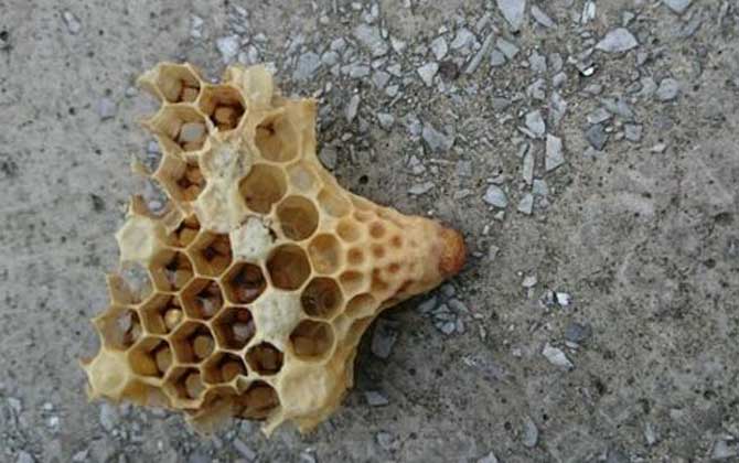 <p> 工蜂產(chǎn)卵是養(yǎng)蜂生產(chǎn)中經(jīng)常遇到的事情,尤以蜂群失王且不能急造王臺(tái)時(shí)最為普遍,事實(shí)上工蜂也是具備一定生殖能力的雌蜂,有時(shí)工蜂產(chǎn)的卵甚至還能被急造成王臺(tái),下面一起來看一看工蜂產(chǎn)的王臺(tái)是不是蜂王吧! </p> <p style="TEXT-ALIGN: center"> <img alt="王臺(tái)" data-cke-saved-src="http://www.kumifeng.com/uploadfile/2019/0716/20190716071017323.jpg"/> src="http://www.kumifeng.com/uploadfile/2019/0716/20190716071017323.jpg"/> </p> <p> <strong>一、性別</strong> </p> <p> 工蜂和蜂王一樣是受精卵發(fā)育成的雌性蜜蜂,但工蜂的生殖器官發(fā)育并不完善,事實(shí)上導(dǎo)致這種差異的根本原因是工蜂和蜂王在幼蟲期的食物不同,其中蜂王始終以蜂王漿為食并能完成生殖器官的發(fā)育,而工蜂在吃三天蜂王漿之后就只能以花粉和花蜜為食。 </p> <p style="TEXT-ALIGN: center"> <img alt="王臺(tái)" data-cke-saved-src="http://www.kumifeng.com/uploadfile/2019/0716/20190716071026507.jpg"/> src="http://www.kumifeng.com/uploadfile/2019/0716/20190716071026507.jpg"/> </p> <p> <strong>二、產(chǎn)卵</strong> </p> <p> 工蜂實(shí)際上是具備一定生殖能力的雌性蜜蜂,當(dāng)蜂群中有蜂王時(shí)工蜂卵巢發(fā)育會(huì)受到蜂王分泌的蜂王信息素所抑制,而且即便是有少數(shù)工蜂在產(chǎn)卵這些工蜂的卵也會(huì)被蜂王清理掉,一旦蜂群失王且無法急造王臺(tái)來培育新王時(shí)大量工蜂便會(huì)因卵巢發(fā)育而產(chǎn)卵。 </p> <p style="TEXT-ALIGN: center"> <img alt="王臺(tái)" data-cke-saved-src="http://www.kumifeng.com/uploadfile/2019/0716/20190716071035956.jpg"/> src="http://www.kumifeng.com/uploadfile/2019/0716/20190716071035956.jpg"/> </p> <p> <strong>三、造臺(tái)</strong> </p> <p> 蜂群失王后工蜂能用工蜂小幼蟲來急造王臺(tái),但前提是群勢(shì)要足夠強(qiáng)且蜂群中有適齡工蜂小幼蟲,一旦蜂群不能急造王臺(tái)則大量工蜂開始產(chǎn)卵且少數(shù)工蜂卵也能完成孵化,若此時(shí)蜂群仍有強(qiáng)烈的育王意念時(shí)甚至還能看到工蜂用工蜂卵孵化成的幼蟲急造王臺(tái)。 </p> <p style="TEXT-ALIGN: center"> <img alt="王臺(tái)" data-cke-saved-src="http://www.kumifeng.com/uploadfile/2019/0716/20190716071045833.jpg"/> src="http://www.kumifeng.com/uploadfile/2019/0716/20190716071045833.jpg"/> </p> <p> <strong>四、論述</strong> </p> <p> 工蜂產(chǎn)卵急造成的王臺(tái)絕對(duì)不能培育出蜂王,原因是工蜂的生殖器官發(fā)育不完善且只能產(chǎn)未受精卵,這些未受精卵就算能順利孵化也只能發(fā)育成雄蜂,而蜂王則必須是由受精卵發(fā)育成且終身以蜂王漿為食的雌蜂,另外工蜂卵急造的王臺(tái)很快會(huì)被蜂群破壞掉。 </p> <p> 綜上所述,蜂群失王后工蜂雖然能因卵巢發(fā)育而產(chǎn)卵,但只能產(chǎn)未受精卵(卵細(xì)胞)且只能發(fā)育成雄蜂,因此工蜂產(chǎn)卵急造的王臺(tái)絕對(duì)不能培育出蜂王,而且在這些王臺(tái)羽化之前往往會(huì)被蜂群破壞掉。 </p> <p> 工蜂產(chǎn)卵是養(yǎng)蜂生產(chǎn)中經(jīng)常遇到的事情,尤以蜂群失王且不能急造王臺(tái)時(shí)最為普遍,事實(shí)上工蜂也是具備一定生殖能力的雌蜂,有時(shí)工蜂產(chǎn)的卵甚至還能被急造成王臺(tái),下面一起來看一看工蜂產(chǎn)的王臺(tái)是不是蜂王吧! </p> <p style="TEXT-ALIGN: center"> <img alt="王臺(tái)" data-cke-saved-src="http://www.kumifeng.com/uploadfile/2019/0716/20190716071017323.jpg"/> src="http://www.kumifeng.com/uploadfile/2019/0716/20190716071017323.jpg"/> </p> <p> <strong>一、性別</strong> </p> <p> 工蜂和蜂王一樣是受精卵發(fā)育成的雌性蜜蜂,但工蜂的生殖器官發(fā)育并不完善,事實(shí)上導(dǎo)致這種差異的根本原因是工蜂和蜂王在幼蟲期的食物不同,其中蜂王始終以蜂王漿為食并能完成生殖器官的發(fā)育,而工蜂在吃三天蜂王漿之后就只能以花粉和花蜜為食。 </p> <p style="TEXT-ALIGN: center"> <img alt="王臺(tái)" data-cke-saved-src="http://www.kumifeng.com/uploadfile/2019/0716/20190716071026507.jpg"/> src="http://www.kumifeng.com/uploadfile/2019/0716/20190716071026507.jpg"/> </p> <p> <strong>二、產(chǎn)卵</strong> </p> <p> 工蜂實(shí)際上是具備一定生殖能力的雌性蜜蜂,當(dāng)蜂群中有蜂王時(shí)工蜂卵巢發(fā)育會(huì)受到蜂王分泌的蜂王信息素所抑制,而且即便是有少數(shù)工蜂在產(chǎn)卵這些工蜂的卵也會(huì)被蜂王清理掉,一旦蜂群失王且無法急造王臺(tái)來培育新王時(shí)大量工蜂便會(huì)因卵巢發(fā)育而產(chǎn)卵。 </p> <p style="TEXT-ALIGN: center"> <img alt="王臺(tái)" data-cke-saved-src="http://www.kumifeng.com/uploadfile/2019/0716/20190716071035956.jpg"/> src="http://www.kumifeng.com/uploadfile/2019/0716/20190716071035956.jpg"/> </p> <p> <strong>三、造臺(tái)</strong> </p> <p> 蜂群失王后工蜂能用工蜂小幼蟲來急造王臺(tái),但前提是群勢(shì)要足夠強(qiáng)且蜂群中有適齡工蜂小幼蟲,一旦蜂群不能急造王臺(tái)則大量工蜂開始產(chǎn)卵且少數(shù)工蜂卵也能完成孵化,若此時(shí)蜂群仍有強(qiáng)烈的育王意念時(shí)甚至還能看到工蜂用工蜂卵孵化成的幼蟲急造王臺(tái)。 </p> <p style="TEXT-ALIGN: center"> <img alt="王臺(tái)" data-cke-saved-src="http://www.kumifeng.com/uploadfile/2019/0716/20190716071045833.jpg"/> src="http://www.kumifeng.com/uploadfile/2019/0716/20190716071045833.jpg"/> </p> <p> <strong>四、論述</strong> </p> <p> 工蜂產(chǎn)卵急造成的王臺(tái)絕對(duì)不能培育出蜂王,原因是工蜂的生殖器官發(fā)育不完善且只能產(chǎn)未受精卵,這些未受精卵就算能順利孵化也只能發(fā)育成雄蜂,而蜂王則必須是由受精卵發(fā)育成且終身以蜂王漿為食的雌蜂,另外工蜂卵急造的王臺(tái)很快會(huì)被蜂群破壞掉。 </p> <p> 綜上所述,蜂群失王后工蜂雖然能因卵巢發(fā)育而產(chǎn)卵,但只能產(chǎn)未受精卵(卵細(xì)胞)且只能發(fā)育成雄蜂,因此工蜂產(chǎn)卵急造的王臺(tái)絕對(duì)不能培育出蜂王,而且在這些王臺(tái)羽化之前往往會(huì)被蜂群破壞掉。 </p>