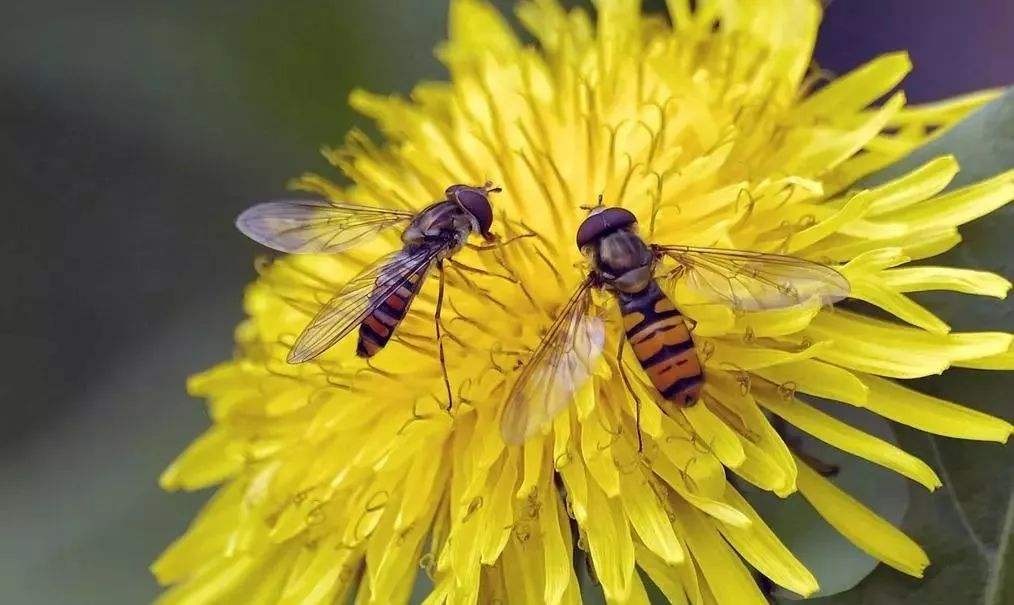 蜜蜂孢子蟲病如何防治? 蜜蜂孢子蟲病如何防治?