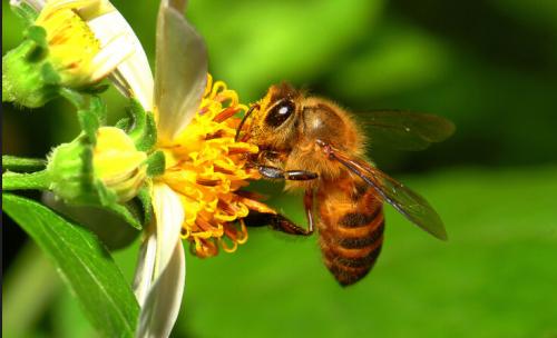 蜜蜂孢子蟲病如何防治? 蜜蜂孢子蟲病如何防治?