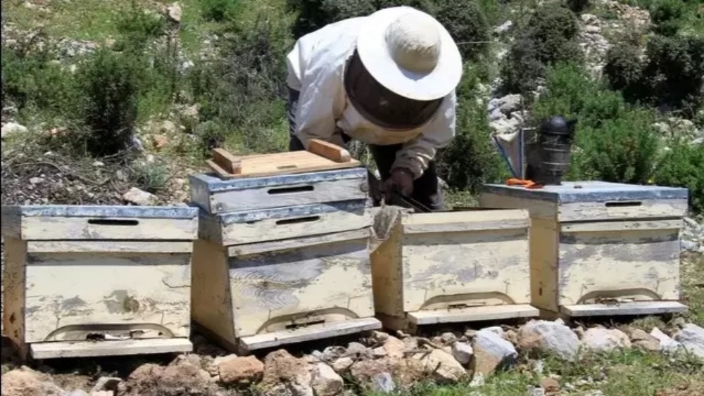 養(yǎng)蜜蜂的蜂箱通風口應該裝在什么位置(詳解蜂箱通風口安裝位置) 養(yǎng)蜜蜂的蜂箱通風口應該裝在什么位置(詳解蜂箱通風口安裝位置)