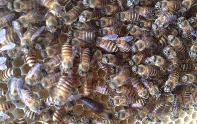 白山6號蜜蜂(白山6號蜜蜂的優點和缺點) 白山6號蜜蜂(白山6號蜜蜂的優點和缺點)