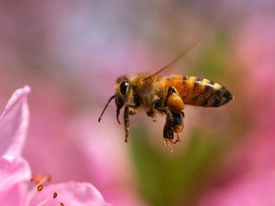 蜂王被工蜂咬死是什么原因(雙王群中一只蜂王被工蜂咬死是什么問題) 蜂王被工蜂咬死是什么原因(雙王群中一只蜂王被工蜂咬死是什么問題)