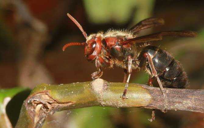 黑絨胡蜂(黑腹虎頭蜂的特點及分布) 黑絨胡蜂(黑腹虎頭蜂的特點及分布)