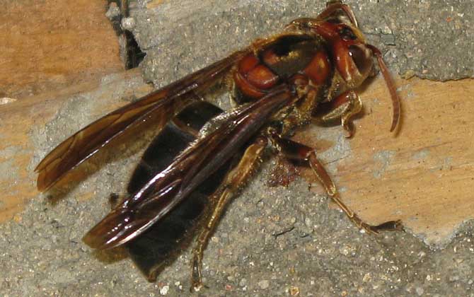 黑絨胡蜂(黑腹虎頭蜂的特點及分布) 黑絨胡蜂(黑腹虎頭蜂的特點及分布)