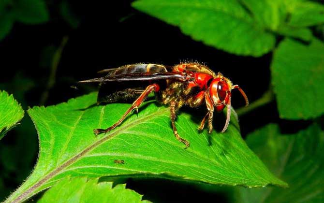 黑絨胡蜂(黑腹虎頭蜂的特點及分布) 黑絨胡蜂(黑腹虎頭蜂的特點及分布)