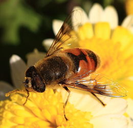 蜜蜂養殖補貼是每年都有嗎(2020養蜂有什么補貼) 蜜蜂養殖補貼是每年都有嗎(2020養蜂有什么補貼)