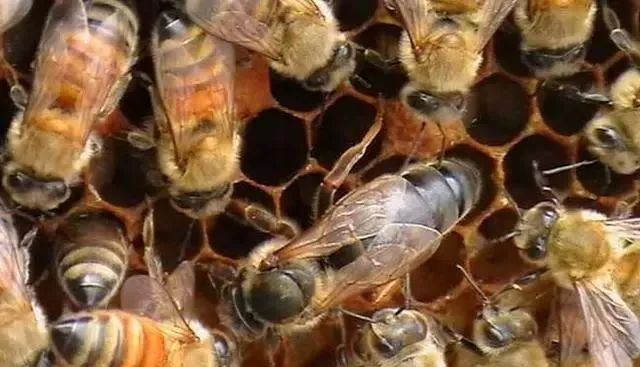 大蜂場如何殺螞蟻(養蜂場內有螞蟻怎樣處理) 大蜂場如何殺螞蟻(養蜂場內有螞蟻怎樣處理)