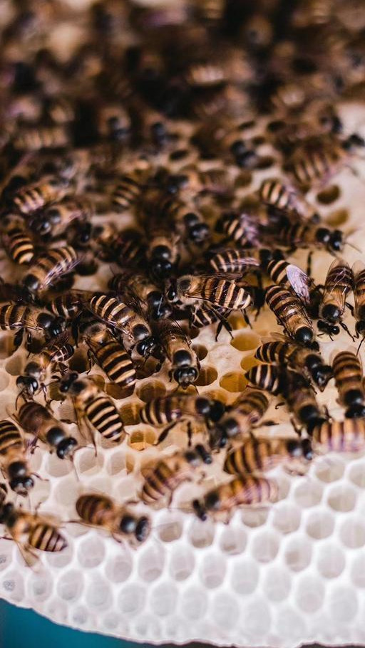 蜜蜂棄王而逃是跟別的蜂王跑了嗎(蜂群逃跑的四大原因) 蜜蜂棄王而逃是跟別的蜂王跑了嗎(蜂群逃跑的四大原因)