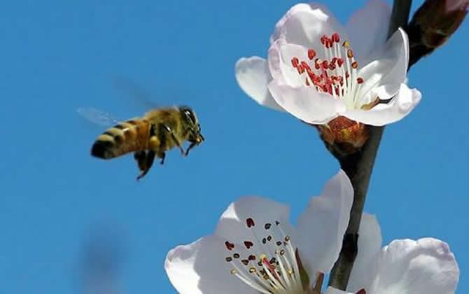工蜂是雌性還是雄性? 工蜂