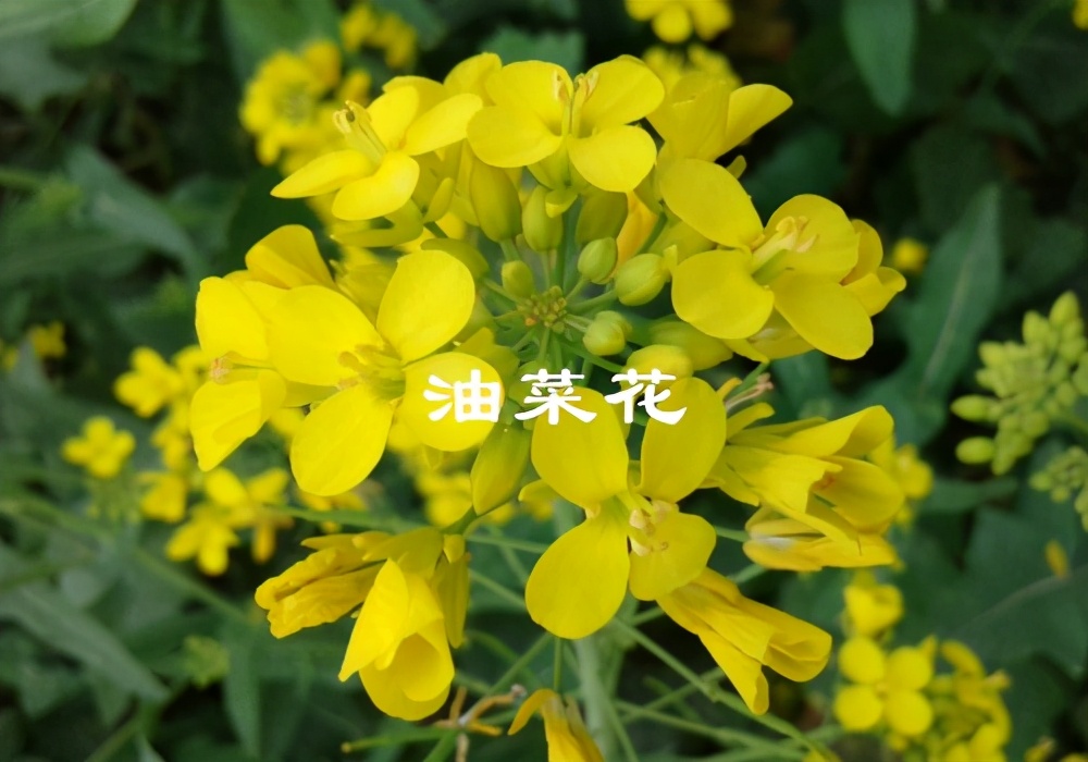 廣西油菜花什么時候開花(廣西油菜花開花時間) 廣西油菜花什么時候開花(廣西油菜花開花時間)