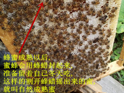 蜂蜜分哪幾種(蜂蜜種類劃分方式) 蜂蜜分哪幾種(蜂蜜種類劃分方式)