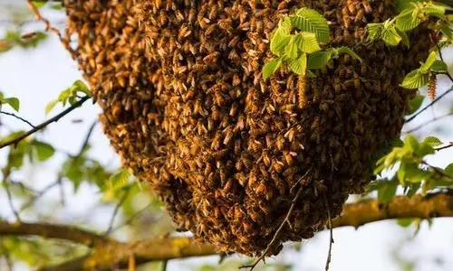 蜜蜂自然分蜂時(shí)間（蜜蜂自然分蜂時(shí)間是上午還是下午）