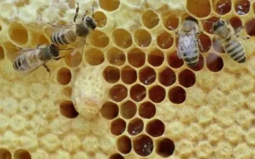 蜜蜂自然分蜂時(shí)間（蜜蜂自然分蜂時(shí)間是上午還是下午）