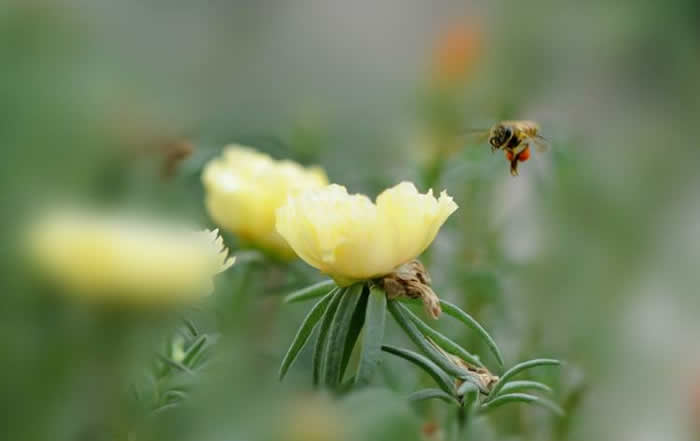 自然分蜂后怎么處理? 自然分蜂后怎么處理?