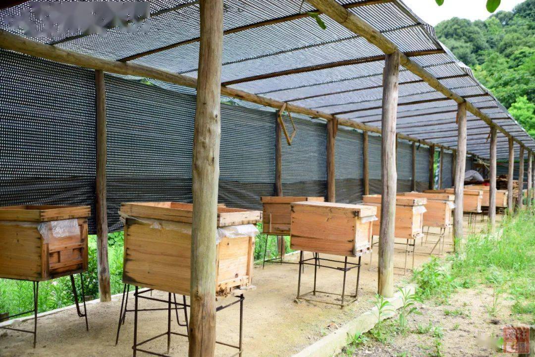 養蜂場種什么樹好乘涼(哪些地方適合養蜂) 養蜂場種什么樹好乘涼(哪些地方適合養蜂)