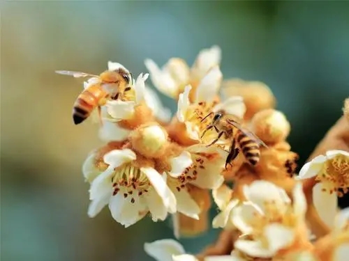 蜜蜂過箱不產卵 蜜蜂過箱不產卵