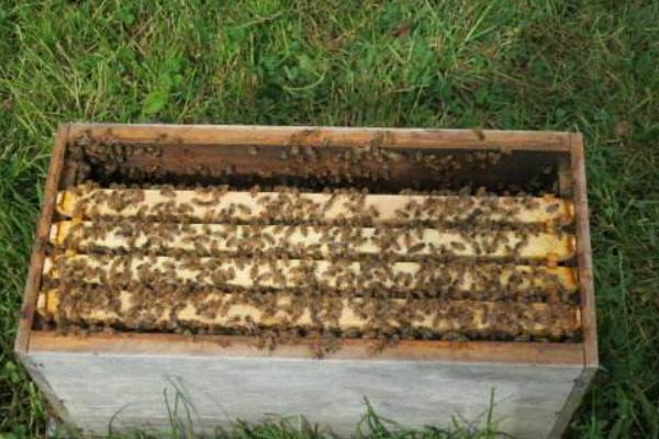 新手怎樣用方桶養蜂（新手用方桶養蜂，橫著放還是豎著放好）·